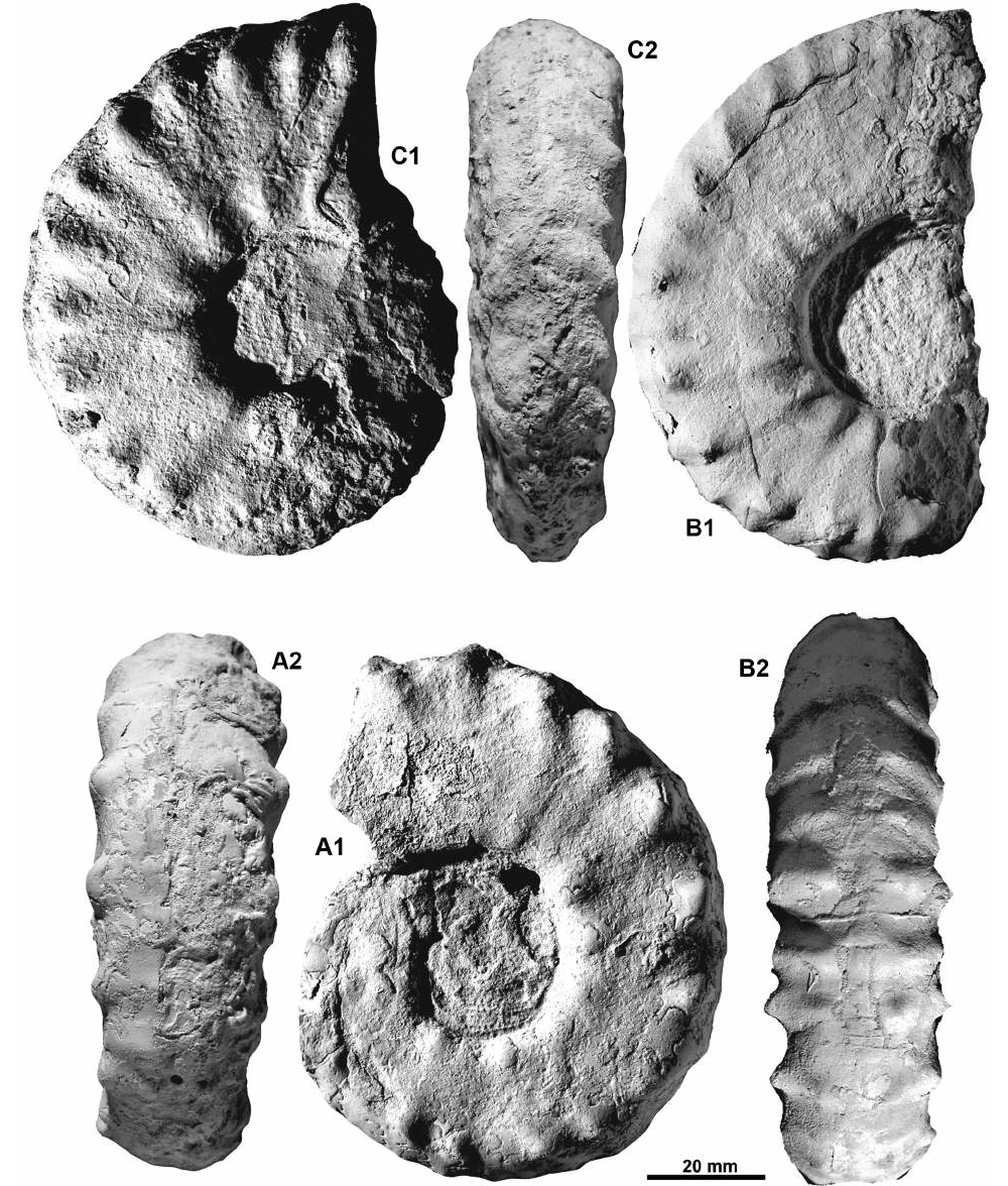 Fossilien