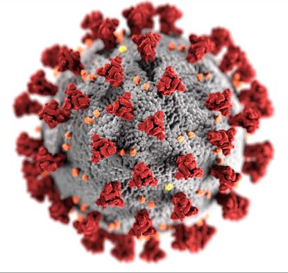 The pathogen SARS-COV2, click to return to the index